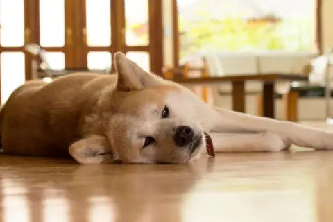 Mi perro no puede andar de repente. Este Akita descansa en el suelo, con la cabeza apoyada y los ojos entrecerrados, como si estuviera muy cansado.