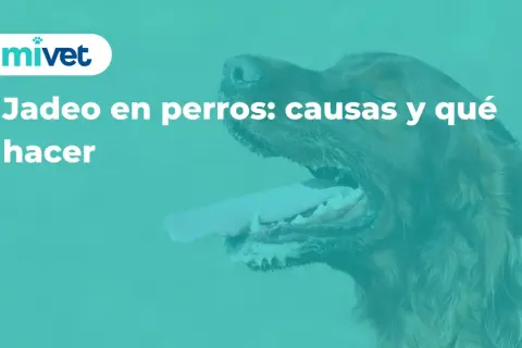 Primer plano de un perro jadeando, con la lengua fuera. El texto dice "Jadeo en perros: causas y qué hacer".