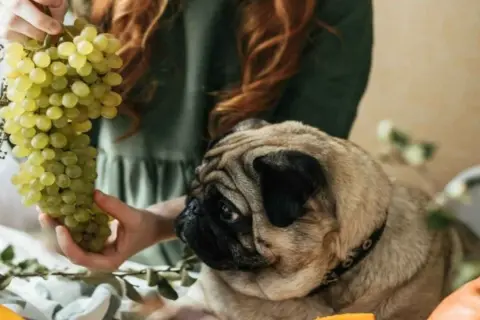 Un carlino mira con interés un racimo de uvas verdes que una persona sostiene. Mi perro comió uvas y no le pasó nada.