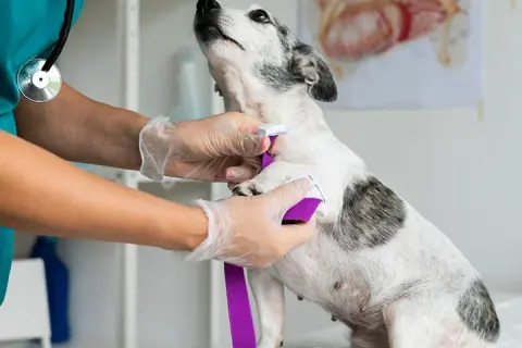 Veterinario aplica torniquete a perro. La imagen muestra la lucha contra enfermedades de perros mortales.