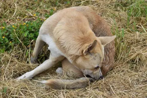 Perro se rasca la cola, quizás por cómo son las pulgas. Está en un campo seco con hierba y algunas flores amarillas.