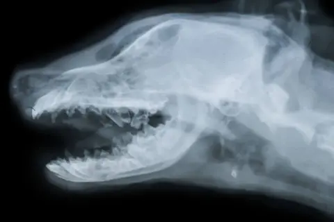 Radiografía lateral de la cabeza de un perro, mostrando el cráneo y los dientes. Podría ser útil para diagnosticar un ictus en perros.