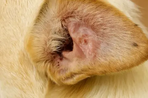 Otohematoma en la oreja de un perro, mostrando inflamación y enrojecimiento.