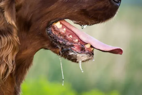 Perro con rabia, babeando profusamente. La saliva gotea de su boca abierta, mostrando sus dientes y lengua.