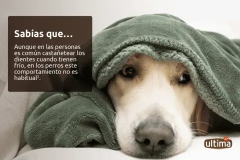 Un perro cubierto con una manta verde, con un texto que explica por qué tiemblan los perros y que no es habitual que castañeteen los dientes.