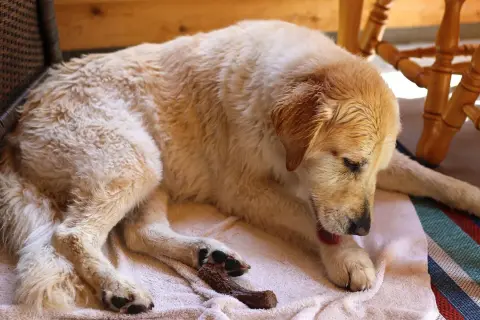 Perro dorado descansando en una toalla, se lame mucho las patas.