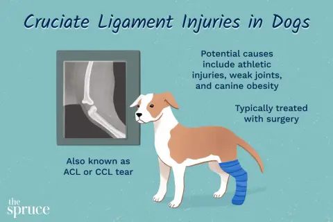 Ilustración de un perro con una pierna vendada, junto a una radiografía de rodilla. Se informa sobre el ligamento cruzado perro y su tratamiento.