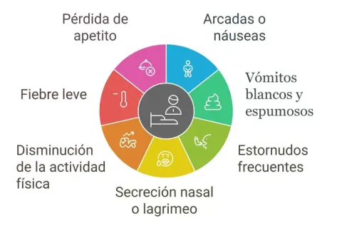 Síntomas de tos de las perreras: pérdida de apetito, fiebre leve, disminución de actividad, secreción nasal, estornudos, vómitos y arcadas.