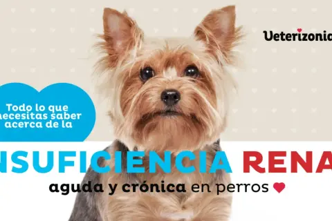 Yorkshire terrier con texto sobre insuficiencia renal en perros.