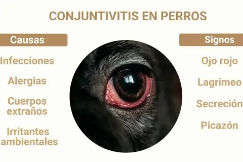 Ojo rojo e inflamado de un perro, indicando conjuntivitis. Causas: infecciones, alergias, cuerpos extraños, irritantes. Signos: lagrimeo, secreción, picazón.