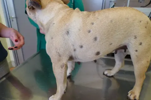 Perro con manchas oscuras en la piel, indicativo de foliculitis. Un veterinario examina al can.
