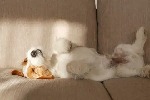 Un perro blanco y marrón duerme boca arriba en un sofá, como si fuera uno de esos perros que no sueltan pelo.