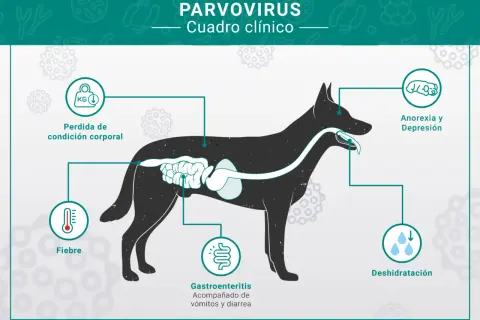 Síntomas del parvovirus en perros: fiebre, pérdida de peso, gastroenteritis con vómitos y diarrea, anorexia, depresión y deshidratación.