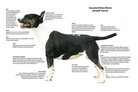 Un bull terrier blanco y negro, con su característica cabeza de huevo, posa con atención.