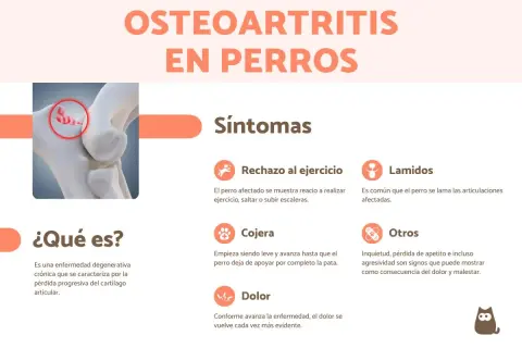 Infografía sobre la osteoartritis en perros, detallando síntomas como rechazo al ejercicio, lamidos, cojera y dolor.