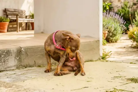 Perro pequeño con collar rosa se lame la pata, parece que el perro no puede orinar.