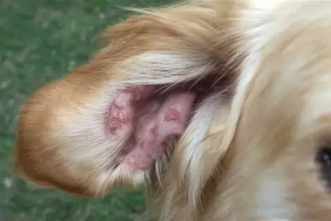 Oído de perro con lesiones cutáneas, posible síntoma de leishmania en perros.