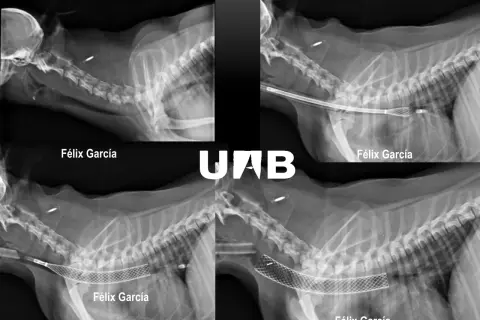 Radiografías de perros con colapso traqueal. Se observa la implantación de stents para mantener la vía aérea abierta.