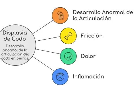 Diagrama sobre displasia de codo en perros, detallando desarrollo anormal, fricción, dolor e inflamación.