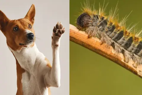 Perro levanta pata, alerta ante la procesionaria. ¡Cuidado con los perros!