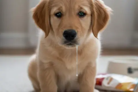 Cachorro golden retriever con babas. Si tu perro tiene síntomas, puede morir un perro por gastritis.