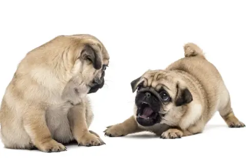 Dos cachorros pug juguetones, uno sentado y otro en posición de ataque, mostrando su adorable pug temperamento.