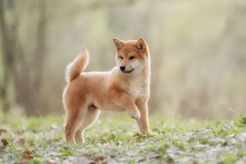 Un juguetón cachorro shiba inu, con su cola enroscada, explora la hierba y las hojas caídas en un día soleado.