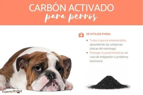 Bulldog triste con texto sobre carbón activado para perros, útil para intoxicaciones y problemas estomacales.