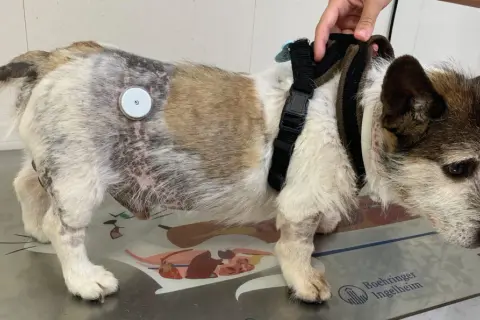 Perro con parche en el lomo para monitorear la diabetes. Tiene un arnés y su pelaje muestra zonas de pérdida y cambios de color.