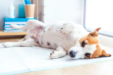 Perro Jack Russell con síntomas de giardia, acostado en una alfombrilla absorbente.