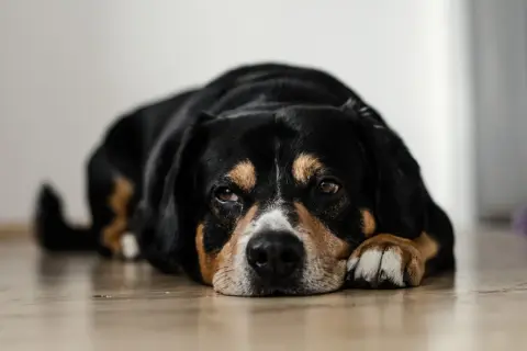 Mi perro se queda quieto mirando a la nada, con su cabeza apoyada en sus patas.