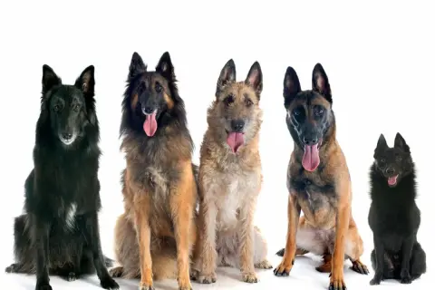 Cinco perros pastor belga, de diferentes colores y pelajes, sentados y mirando al frente con la lengua fuera.