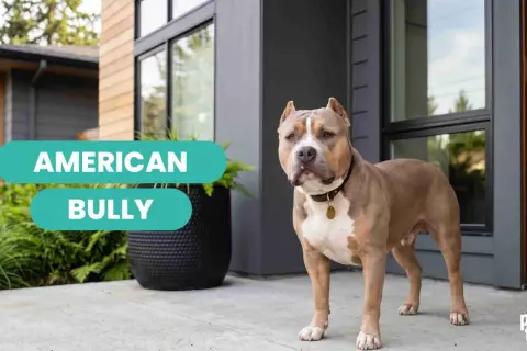 Un perro American Bully, fuerte y musculoso, posa frente a una casa moderna.
