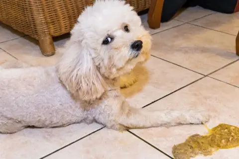 Un perro blanco y esponjoso mira con preocupación al lado de un vómito amarillo en el suelo.