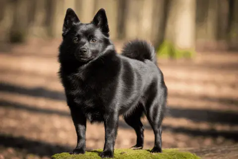 Un perro negro, con pelaje brillante y cola enroscada, posa en un tronco cubierto de musgo en un bosque.