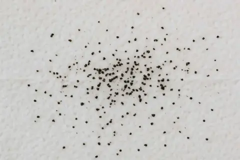 Un montón de pequeños puntos oscuros esparcidos sobre una superficie blanca. Son tan pequeños que las pulgas se ven a simple vista.