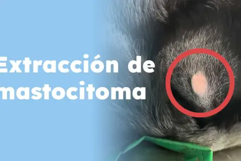 Extracción de mastocitoma en perros. Foto de un tumor en la piel de un canino, resaltado en rojo.