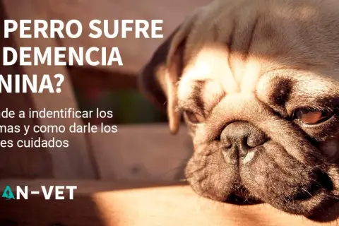 Primer plano de un pug con texto que pregunta si tu perro sufre de demencia canina. Aprende a identificar síntomas y cuidados.