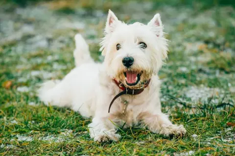 Westie blanco con collar rojo, parece que mi perro tiene tos seca y arcadas, pero está feliz en la hierba.