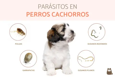 Cachorro adorable rodeado de imágenes de parásitos comunes en perros: pulgas, garrapatas, gusanos redondos y planos.