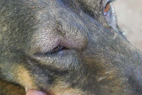 Primer plano de un perro con un ojo cerrado y lloroso, buscando remedios caseros.