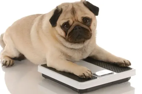 Un perro con sobrepeso, un pug, se acuesta sobre una báscula, con la pata delantera sobre el botón.