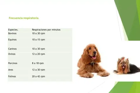 Tabla de frecuencia respiratoria de animales, incluyendo la de perros (caninos) con 10 a 30 rpm.