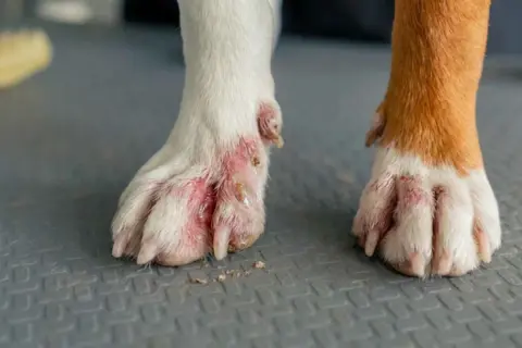 Patas de perro con pododermatitis, mostrando inflamación y enrojecimiento. La pata izquierda está más afectada, con heridas y costras.