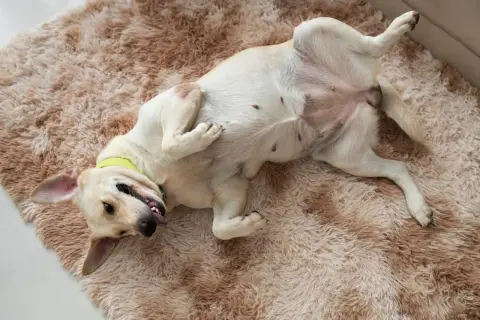 Perro blanco tumbado boca arriba en una alfombra peluda, con la lengua fuera y las patas en el aire. Parece que a mi perro le suenan las tripas.