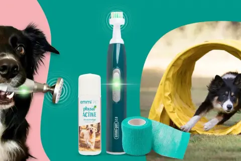 Perro con dispositivo para fisioterapia para perros, gel y cepillo dental. Otro perro corre por un túnel.
