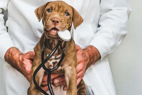 Cachorro marrón con estetoscopio, ¿posiblemente indicando fosfatasa alcalina alta en perros?