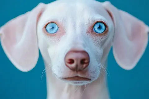 Un teckel albino con hipnotizantes ojos azules mira fijamente. Su pelaje blanco y sus orejas caídas contrastan con el fondo azul vibrante.