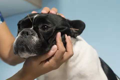 Un bulldog francés recibe acupuntura canina para aliviar su dolor.