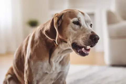 Perro con tos, buscando tratamiento para la tos de las perreras.